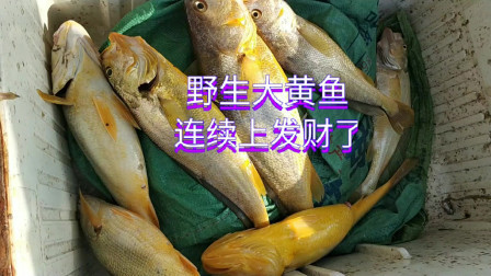 南澳岛赶海日记 上次的鱼饵上货不错，这次又上好多大黄鱼价比黄金，小赚8千多
