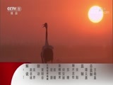 动物世界 《动物世界》 20180204 野狗家族·传世之爱