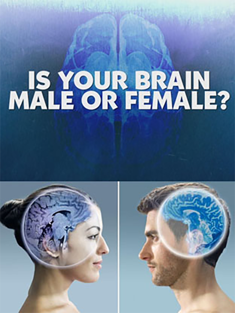地平线：我的大脑是男是女？ 海报