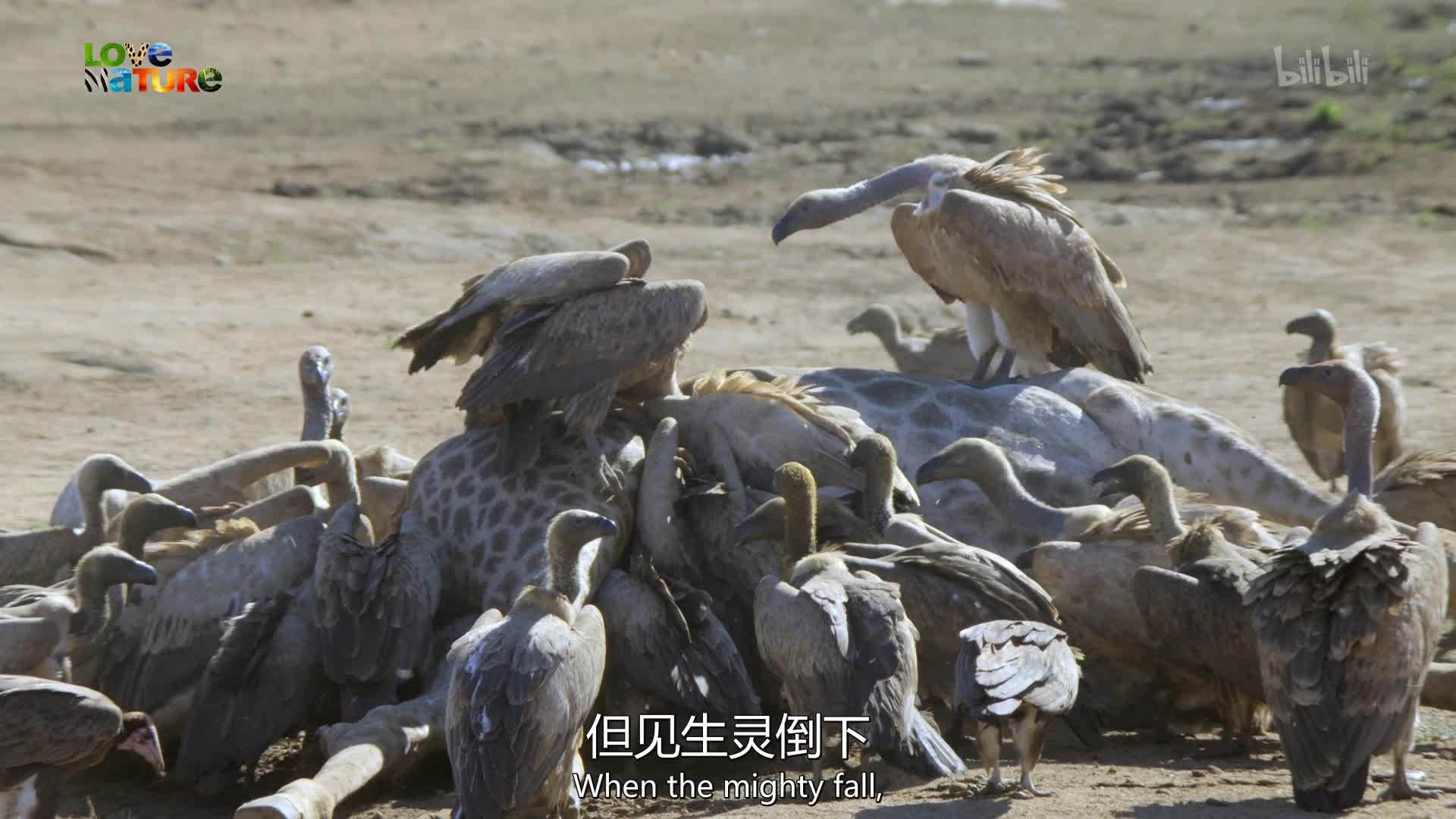 野性风标 第二季 草原清道夫