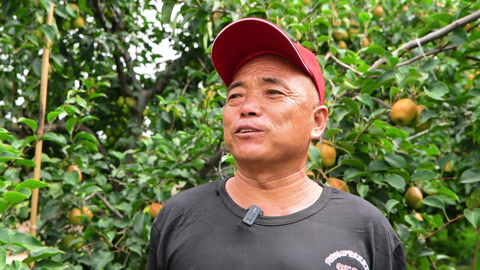 种植前线 优肥沃土育甜梨 农人迎来丰收季节