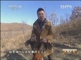 生财有道 [生财有道]与大骨鸡结缘的温州商人(20130321)