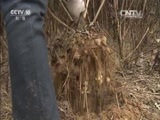 我爱发明 《我爱发明》 20160309 洋姜出土记
