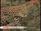 人与自然 原生故事 豹子和疣猪的故事 上