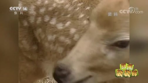 新闻袋袋裤 《新闻袋袋裤》 20190411