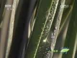 人与自然 《人与自然》 20141220 自然发现：生命-植物（下）
