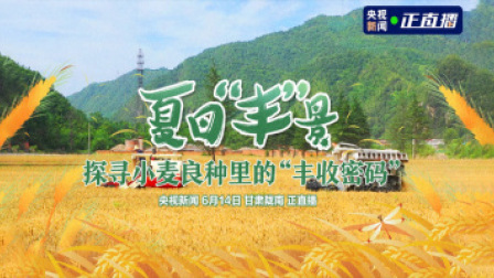 夏日“丰”景 探寻小麦良种里的“丰收密码”