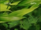 智慧树 《智慧树（周末版）》 20120707 07：30