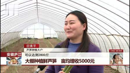 每日新闻报 大棚种植鲜芦笋，亩均增收5000元