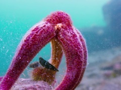 蓝色星球 第二季(Blue Planet II)(普通话版)第5集:绿色海洋