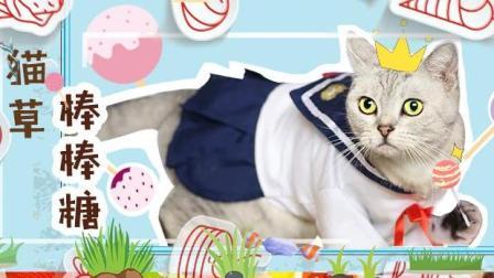 宠爱厨房 第一季 超萌英短自制猫草棒棒糖