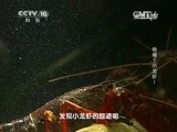 走近科学 《走近科学》 20150727 有毒？小龙虾！
