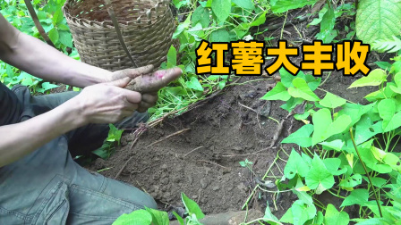 原始丛林人苏门答腊 第二季 东南亚原始森林土地肥沃，种植的红薯又大又多