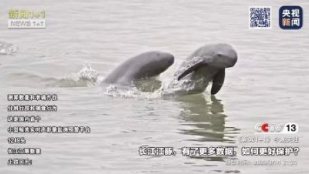 新闻1+1 2023 有了更多数据，如何更好保护长江江豚？