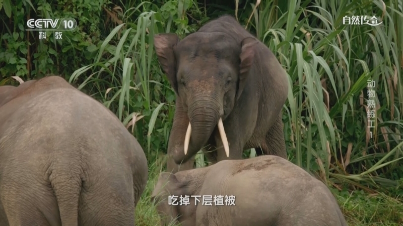 自然传奇 《自然传奇》 20240104 动物熟练工1