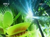 人与自然 《人与自然》 20160424 狮子与鬣狗-世代的仇敌（上）