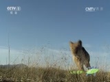 人与自然 《人与自然》 20160526 飞越彩虹——踏上征程（上）