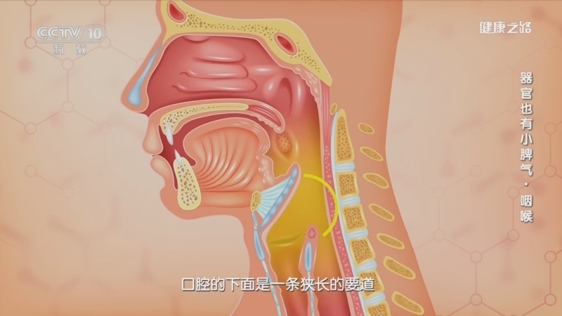 健康之路 《健康之路》 20230724 器官也有小脾气·咽喉