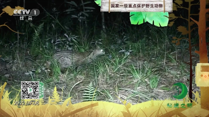 秘境之眼 《秘境之眼》 小灵猫 20230529