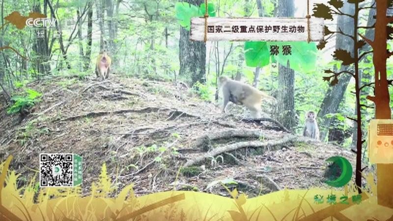 秘境之眼 《秘境之眼》 猕猴 20230329