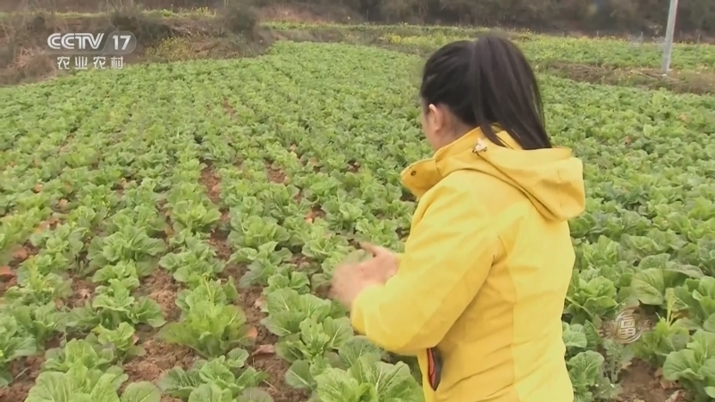 致富经 《致富经》 20220421 酸菜财“泡”出来