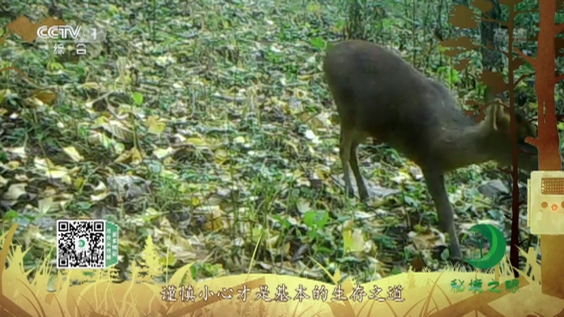 《秘境之眼》 小麂 20210417