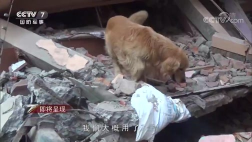 军事纪实 《军事纪实》 20191009 军犬奇兵