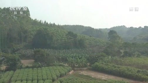 地理中国 《地理中国》 20190220 奇居胜境·奇地“竹根围”