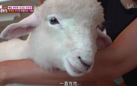 动物农场2020 
