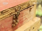 地理中国 《地理中国》 20170301 英武山中的发现