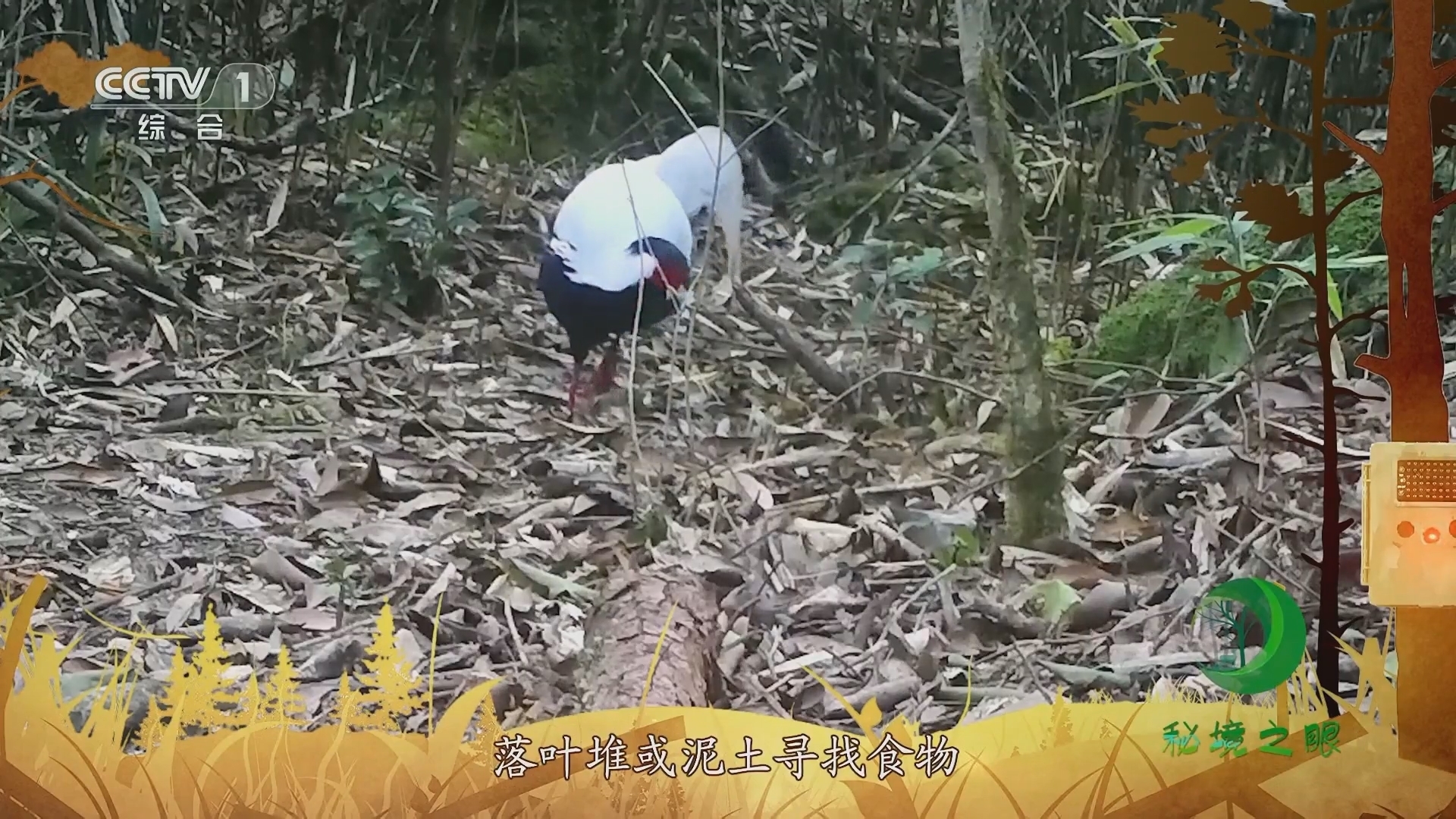 秘境之眼 《秘境之眼》 红腿长吻松鼠 20230818