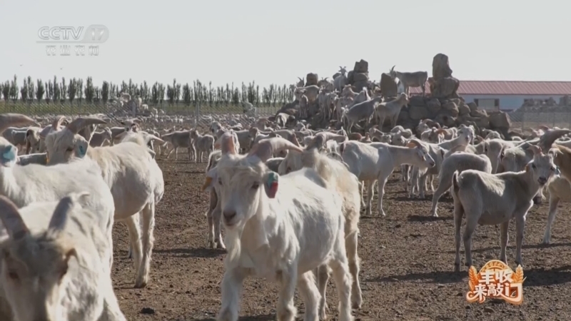 《谁知盘中餐》 20251013 丰收来敲门 草原上的丰收