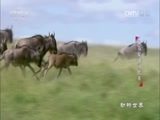 动物世界 《动物世界》 20170711 角马军团闯险关