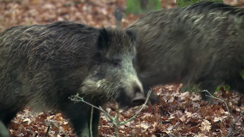 《野猪：卷土重来》第1集