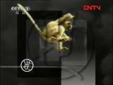 动物世界 《动物世界》 20111001
