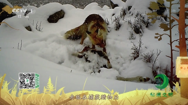 《秘境之眼》 赤狐 20211127