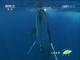 人与自然 《人与自然》 20160802 大堡礁——珊瑚礁内外（上）