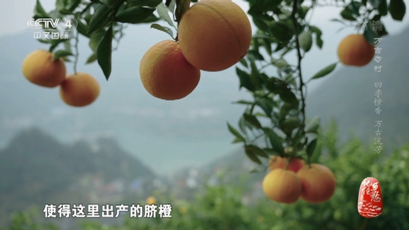 记住乡愁第八季 《记住乡愁》第八季 20220224 万古寺村——四季橙香 万古流芳