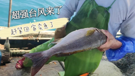 南澳岛赶海日记 台风已经加强成16级的超强台风，赶紧收网回家卖鱼，收获还不错