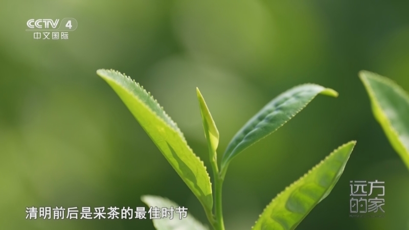 远方的家 《远方的家》 20251217 非遗里的江西（九江篇）