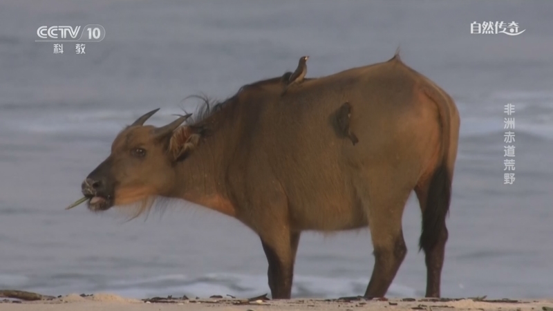 《自然传奇》 20260413 非洲赤道荒野