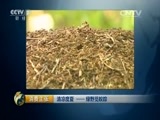 消费主张 《消费主张》 20150720 清凉度夏——绿野觅蚁踪