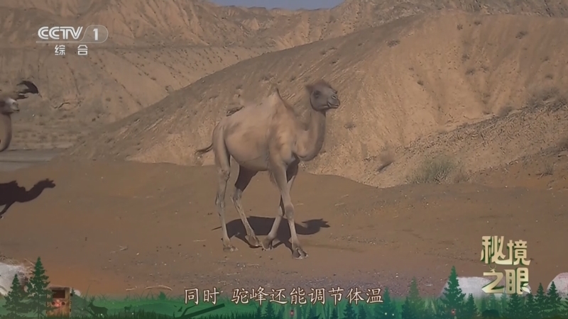 秘境之眼 《秘境之眼》 野骆驼 20251007