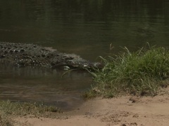 非洲自然写真（African Wild）第8集