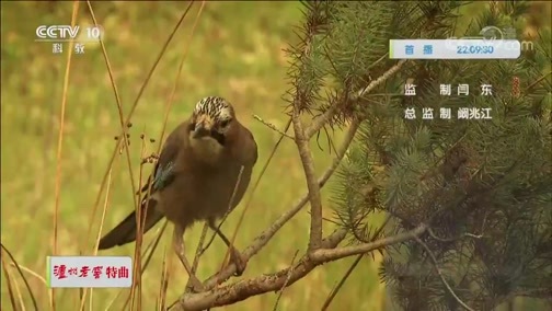 自然传奇 《自然传奇》 20200401 大型猫科动物