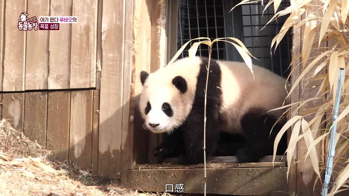 超级调皮的小熊猫