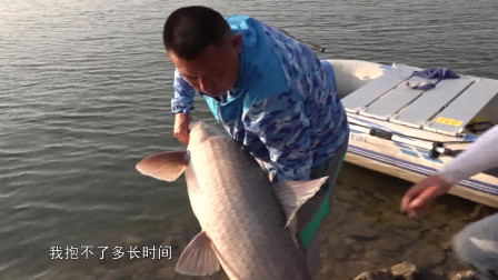清江边钓上一米多长的大青鱼，圆滚滚的像小猪一样！