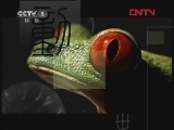 动物世界 《动物世界》 20120321