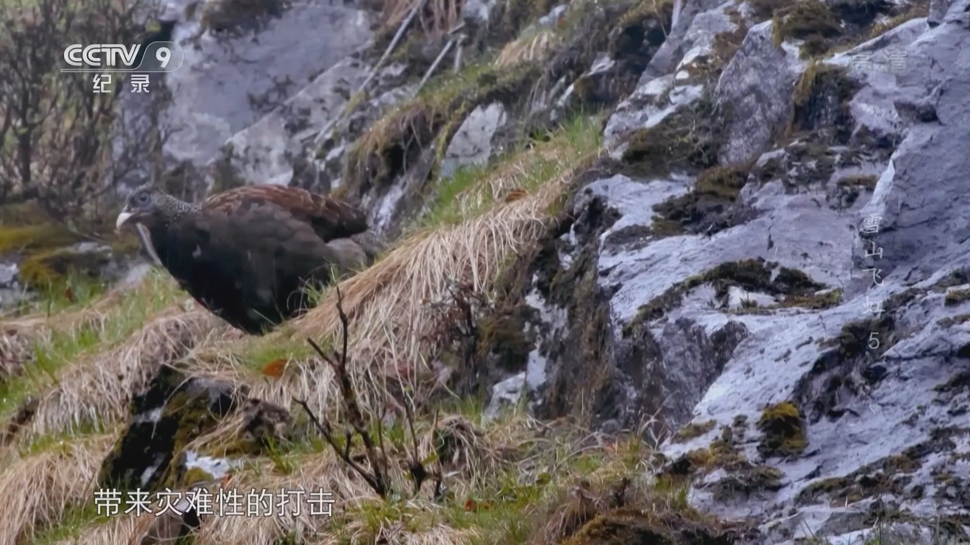 雪山飞虹