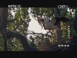 动物世界 《动物世界》 20140731 梦开始的地方（下）